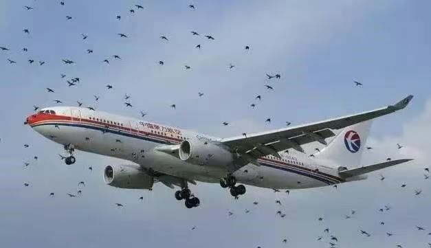 整机丨航空发动机事故“第一杀手”！发动机吸入异物会怎样？